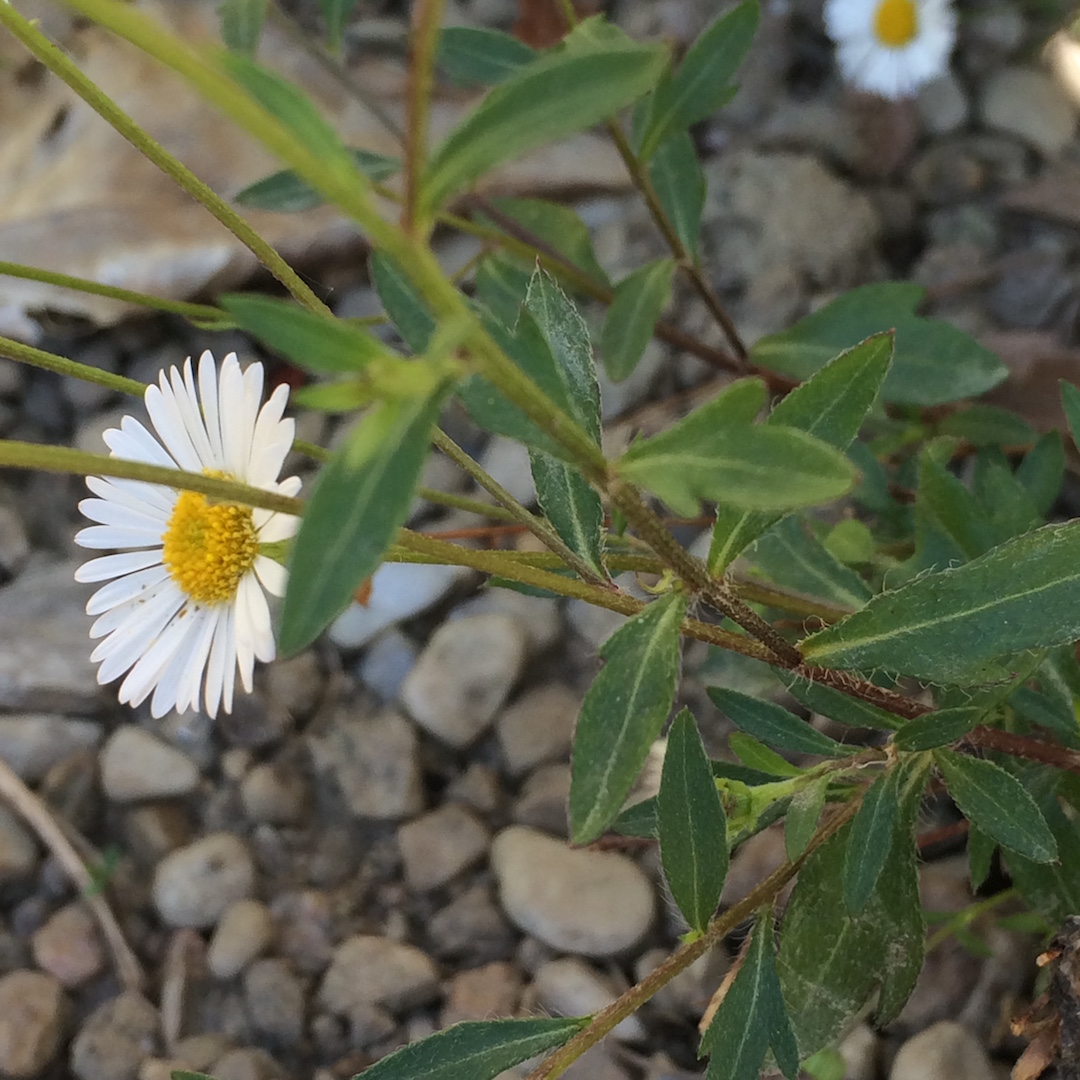 Annexe Erigeron  feuilles.JPG