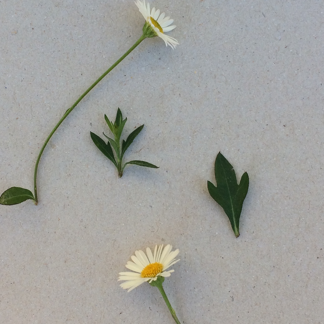 Annexe Erigeron  mini planche.JPG