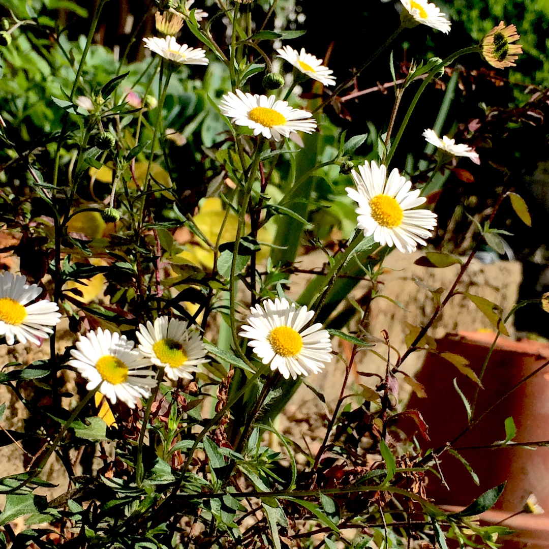 Annexe Erigeron  vue côté.JPG