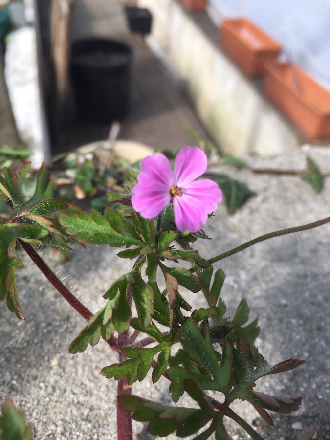 Annexe Geranium robertianum.JPG