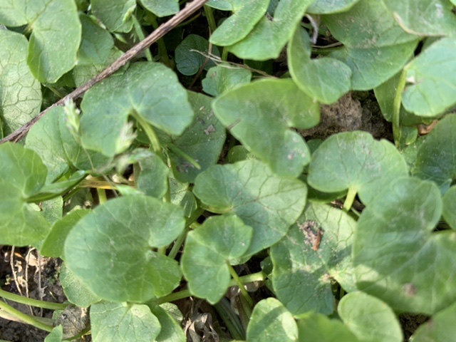 Annexe 22D87EC4-CA1A-4F2A-AC15-FF12B03708D1.jpeg