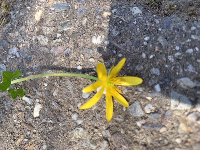 Annexe 38A8504F-57C2-49DB-8E7A-224C16CFBCFD.jpeg