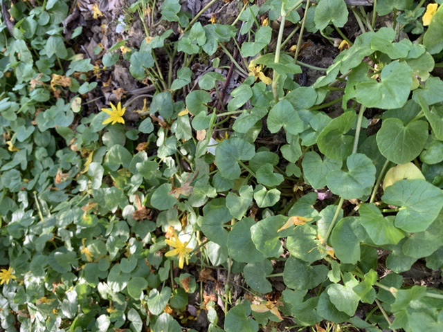 Annexe 63EFEAC9-AC2E-4CF2-893F-D7A354BEDC4E.jpeg