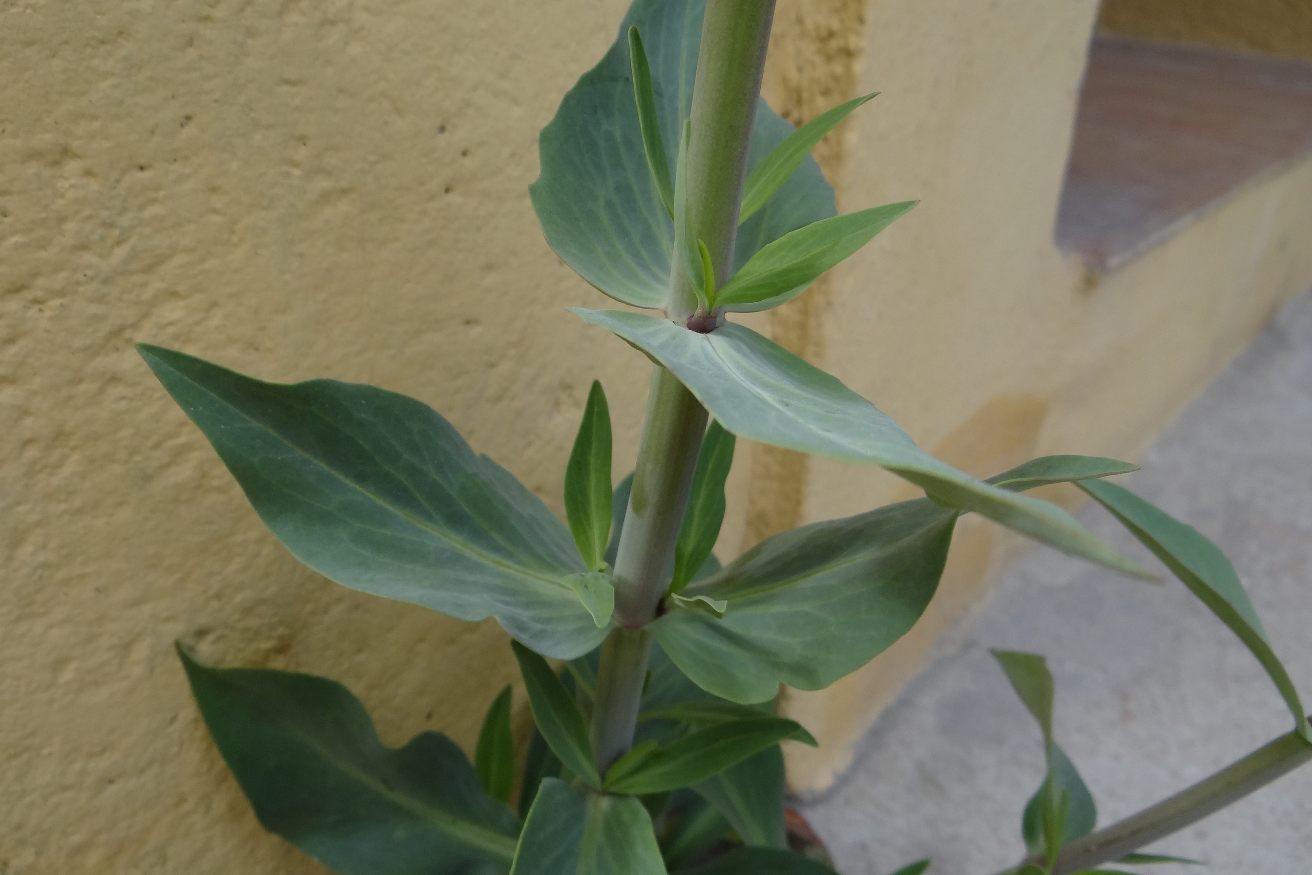 Annexe valériane rouge - gros plan feuillage.JPG