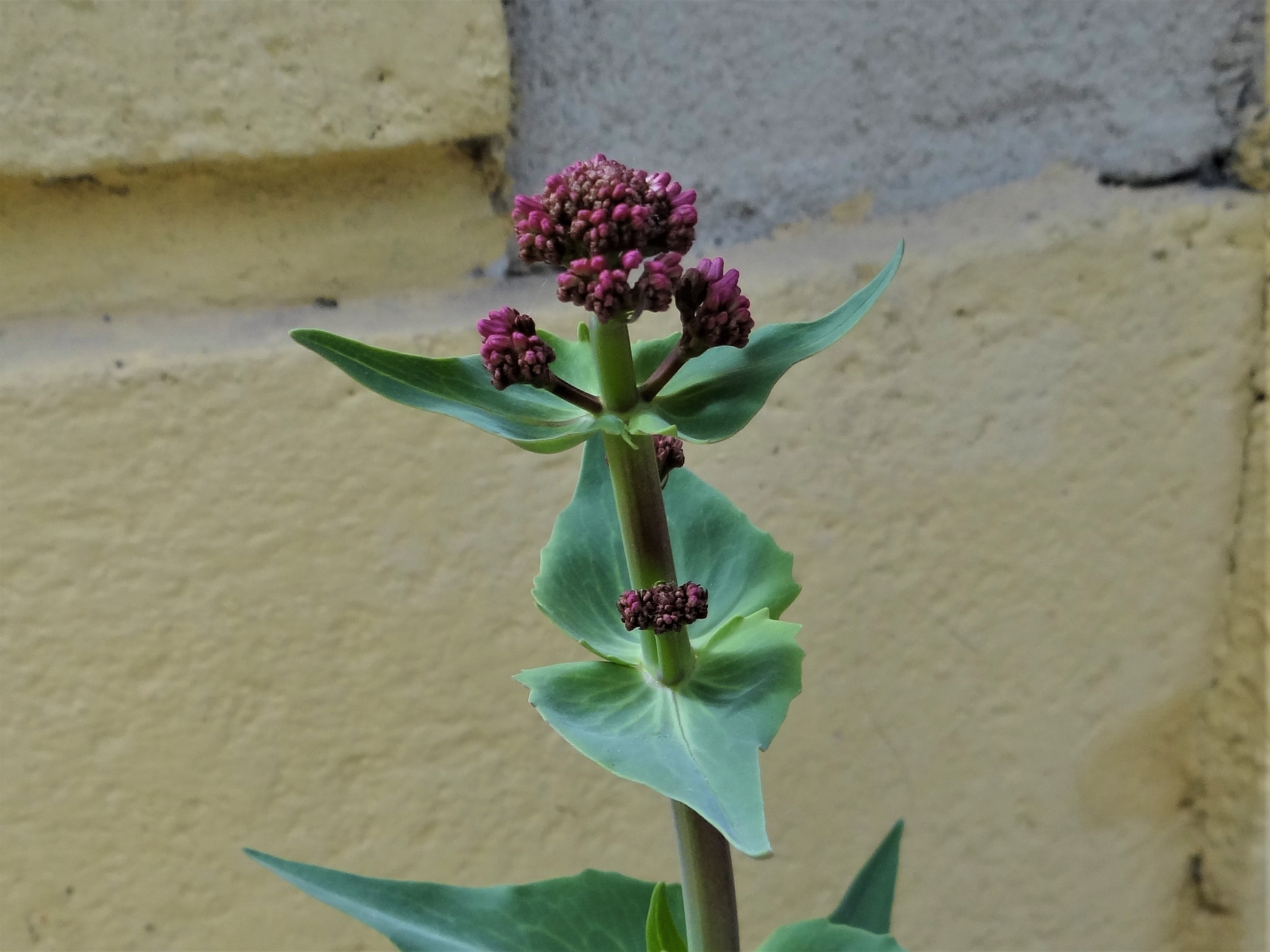 Annexe valériane rouge - gros plan inflorescences