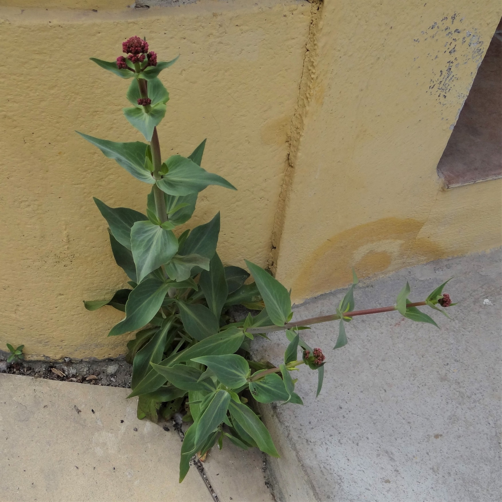 Annexe valériane rouge - plan general oblique