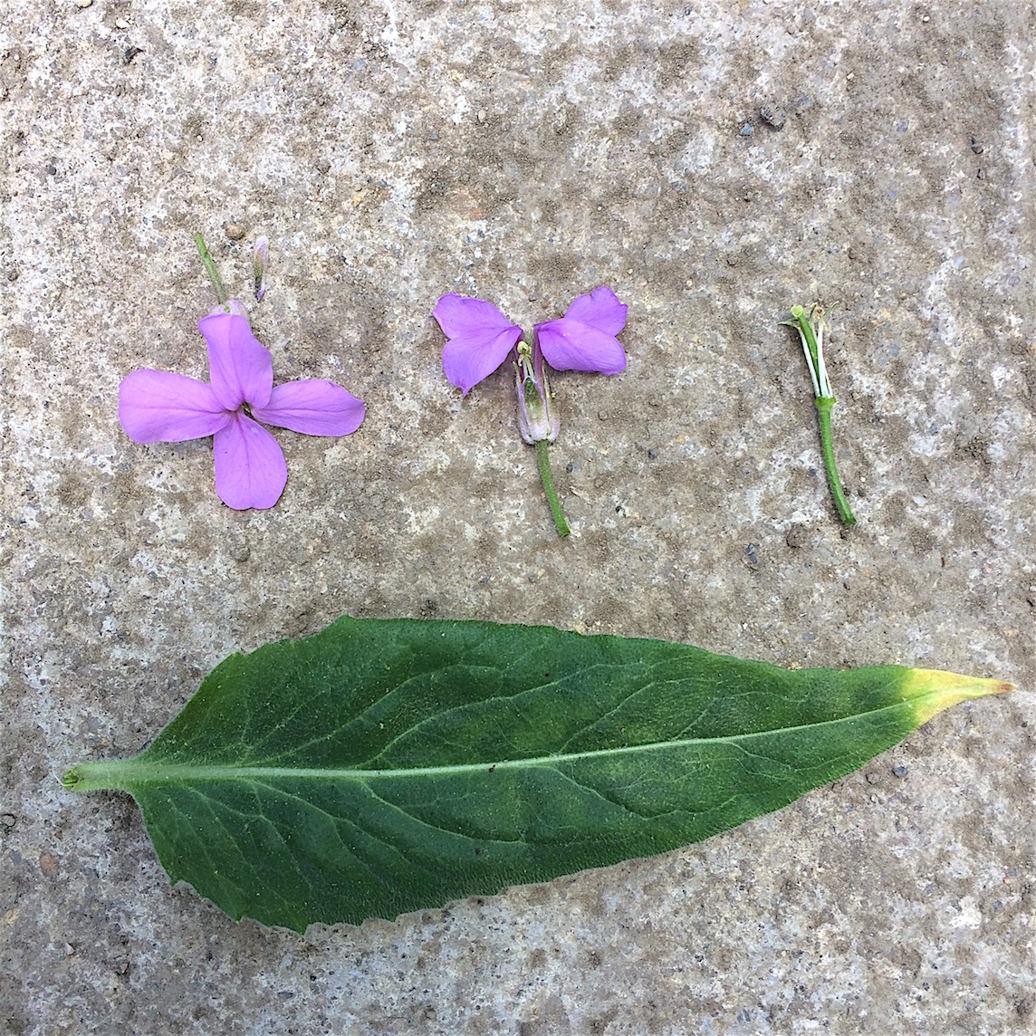 Annexe Hesperis matronalis  mini planche.JPG