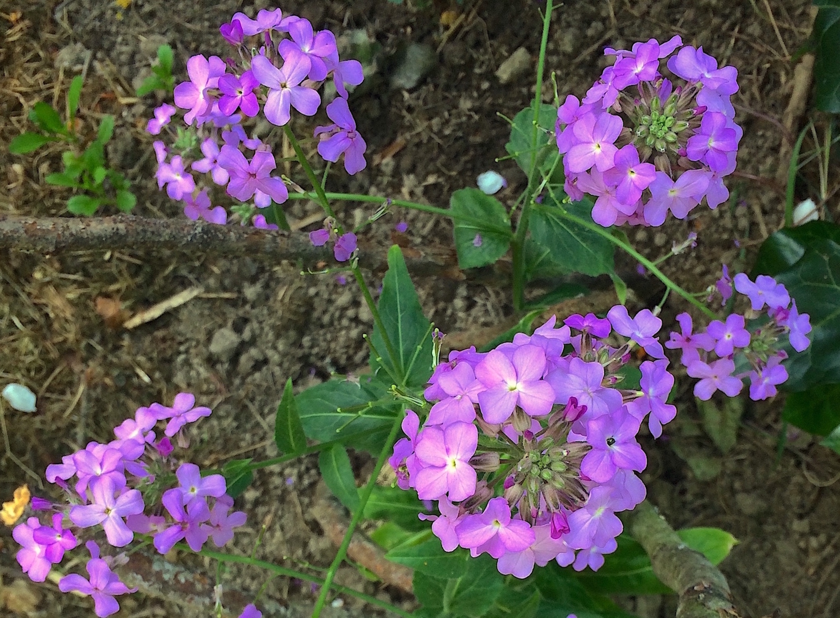 Annexe Hesperis matronalis  vue dessus.JPG