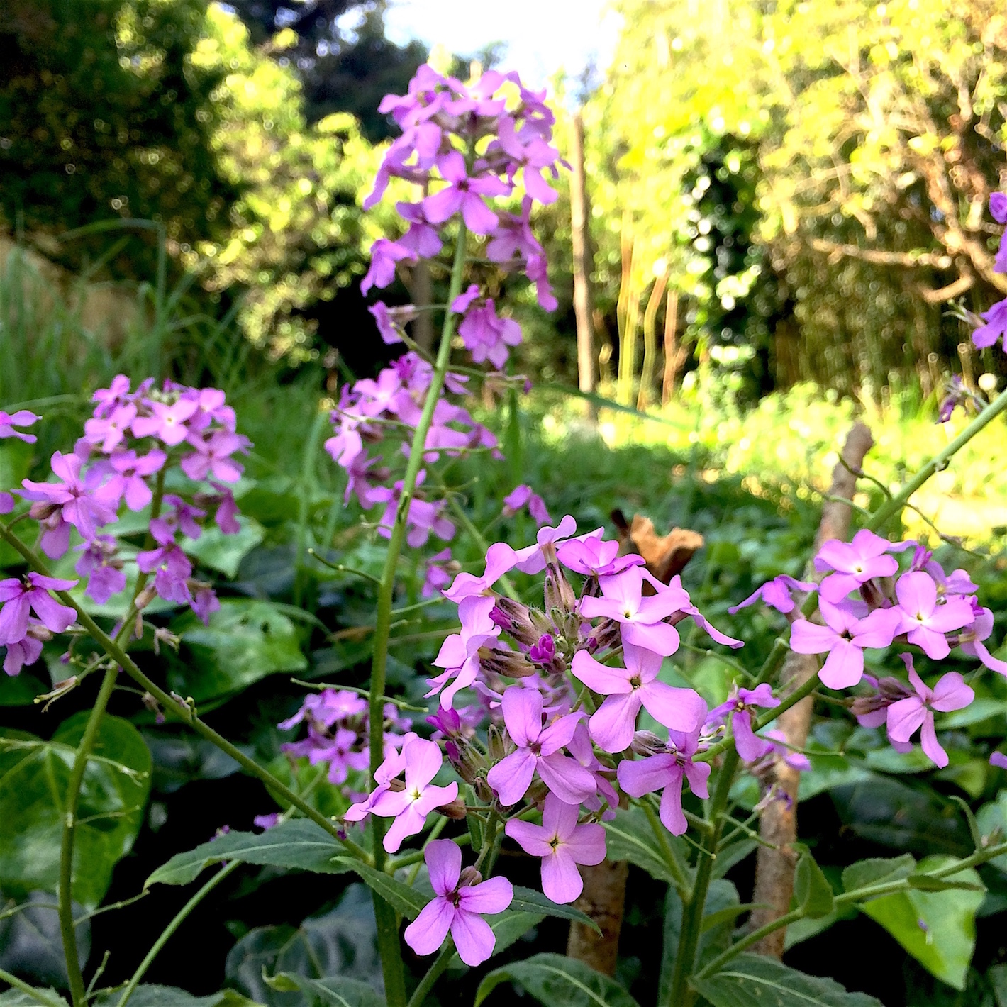 Annexe Hesperis matronalis  vue face.JPG