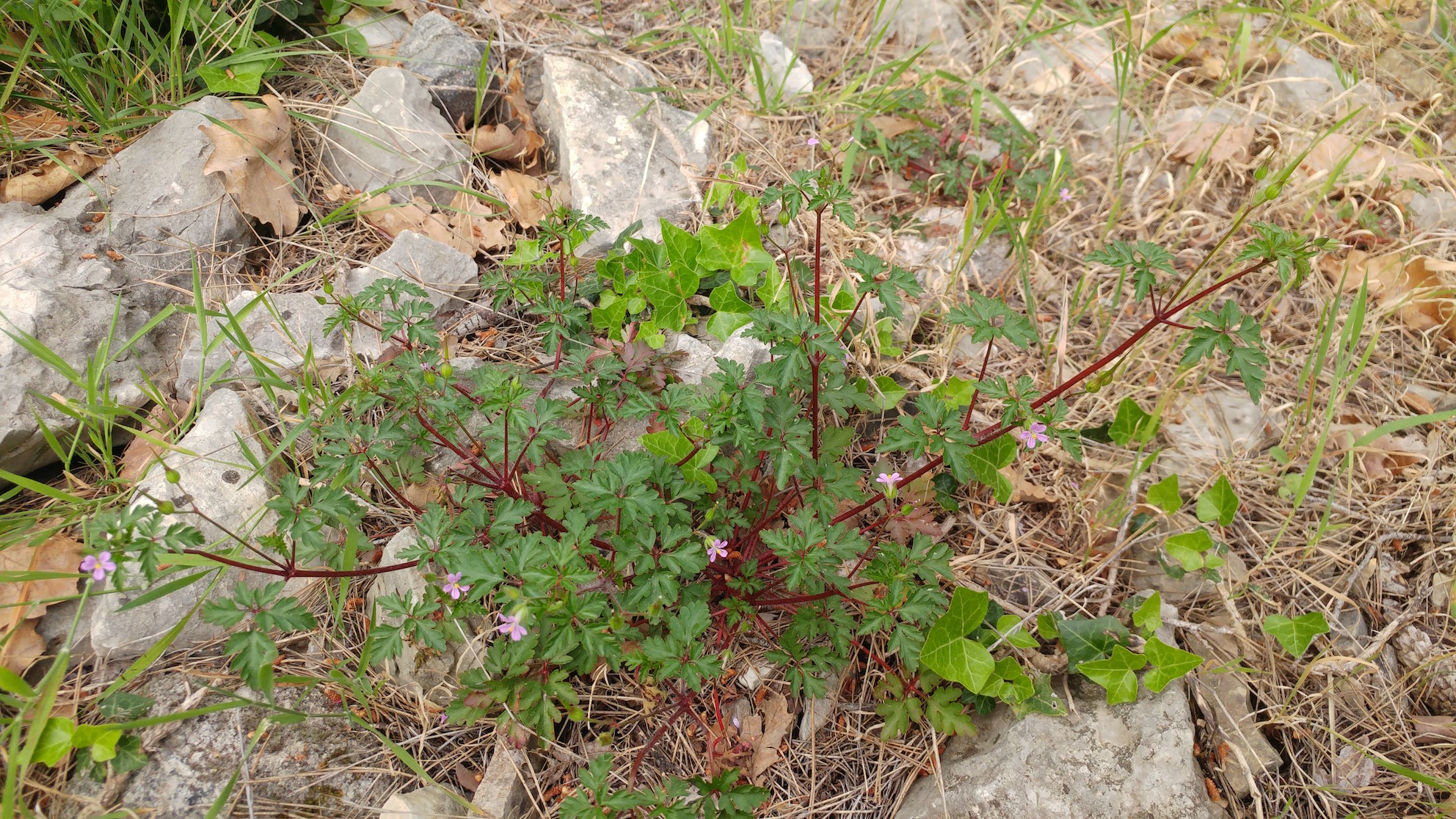 Annexe 20200416_171719.jpg