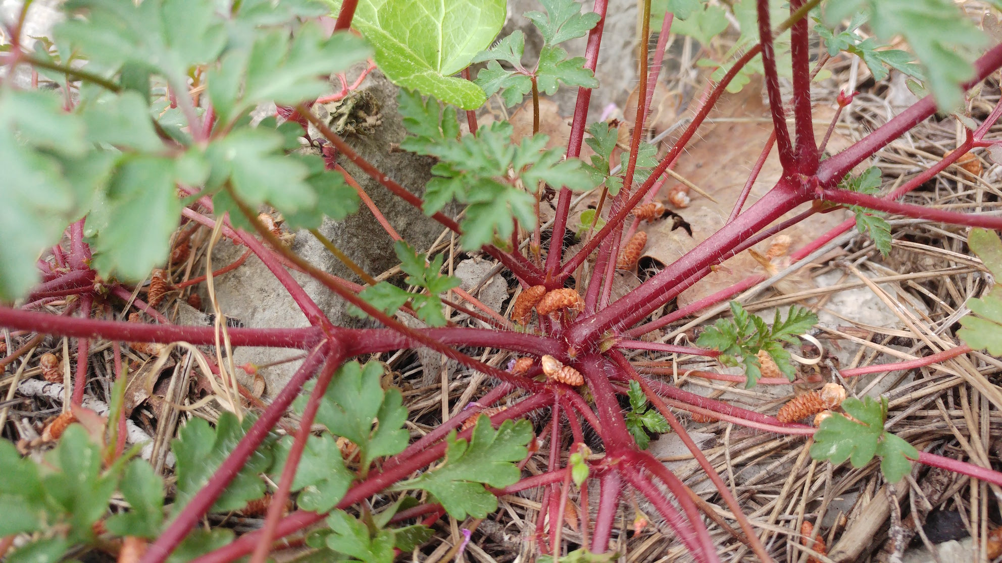 Annexe 20200416_171740.jpg