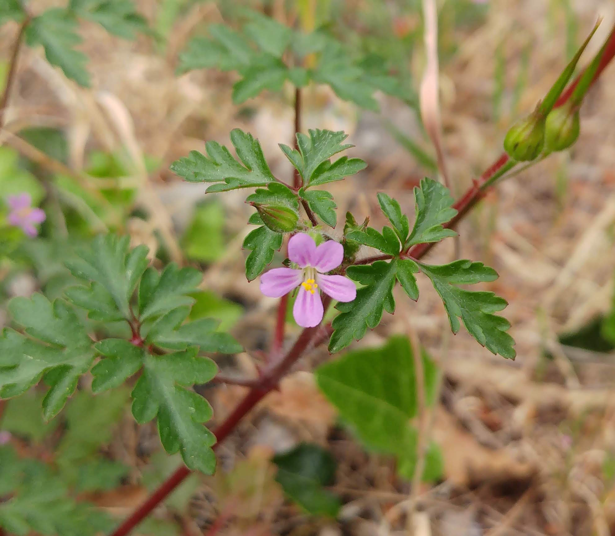 Annexe 20200416_171901-1.jpg