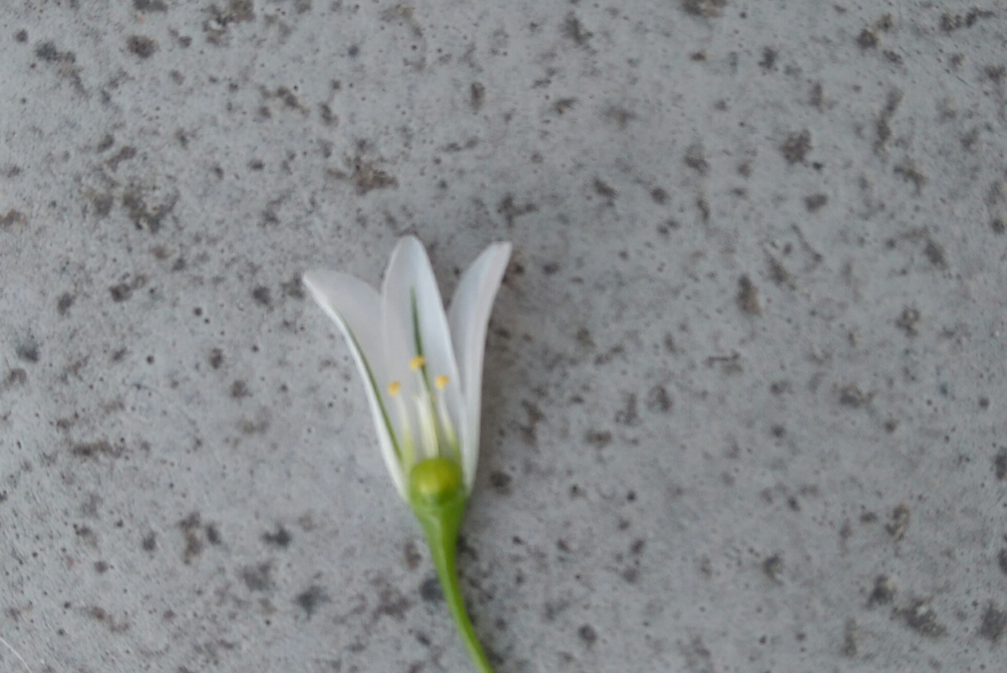 Annexe IMG_20200416_180923.JPG