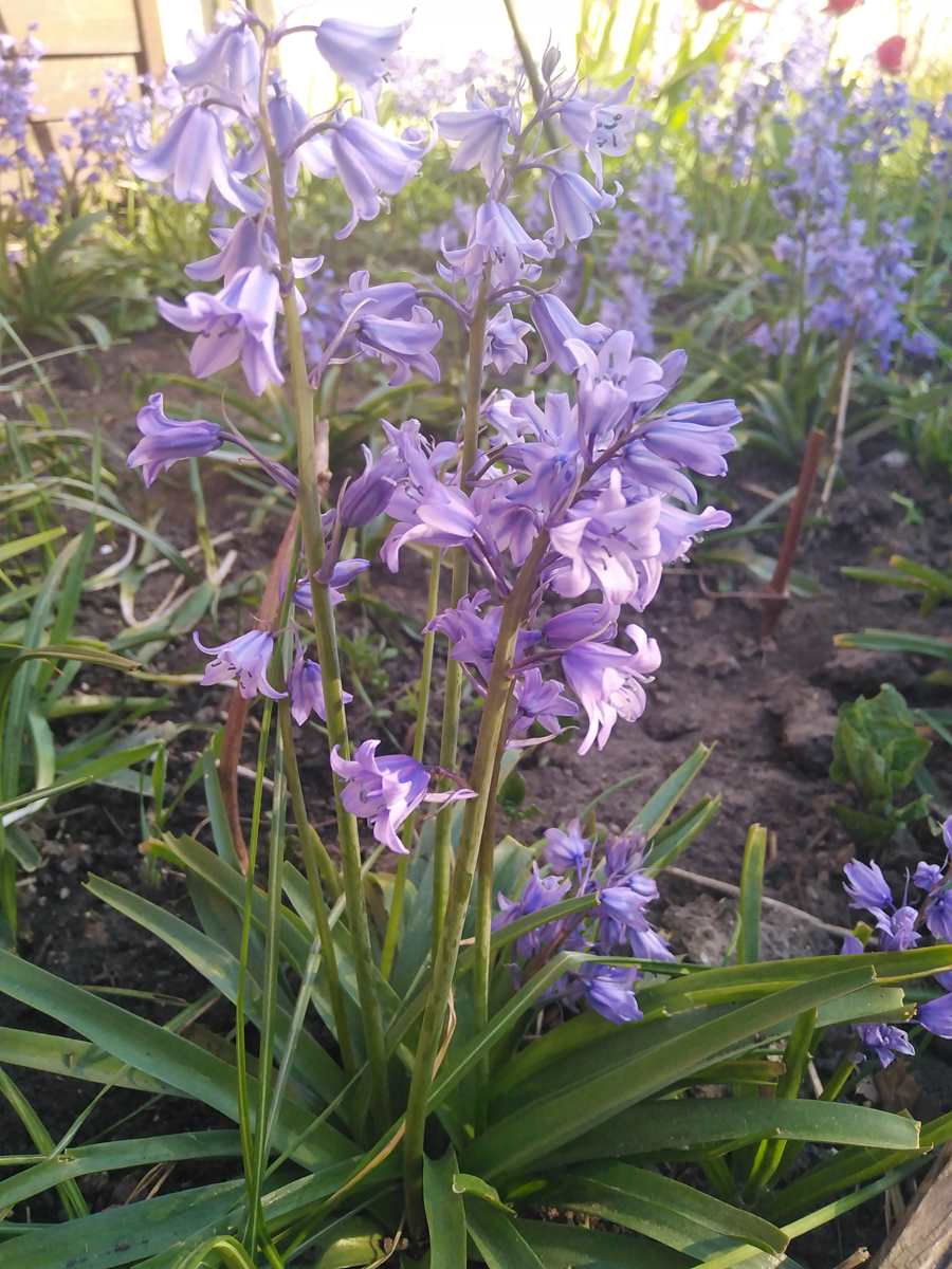 Annexe _copie-0_IMG_20200416_175505.jpg