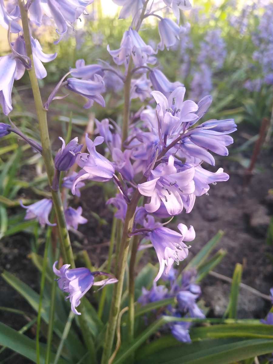 Annexe _copie-0_IMG_20200416_175516.jpg