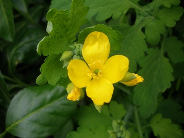 Annexe Chélidoine vue de près.JPG