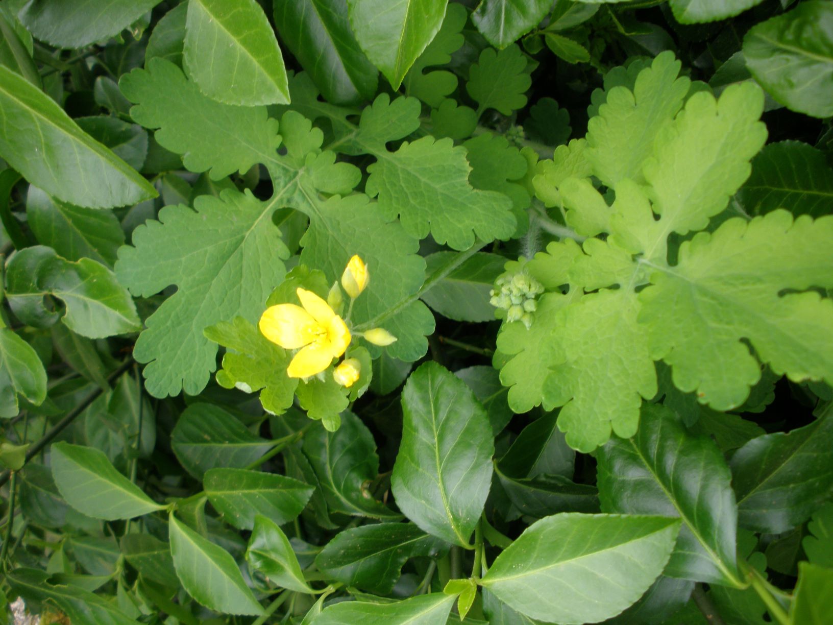 Annexe Chélidoine vue densemble.JPG