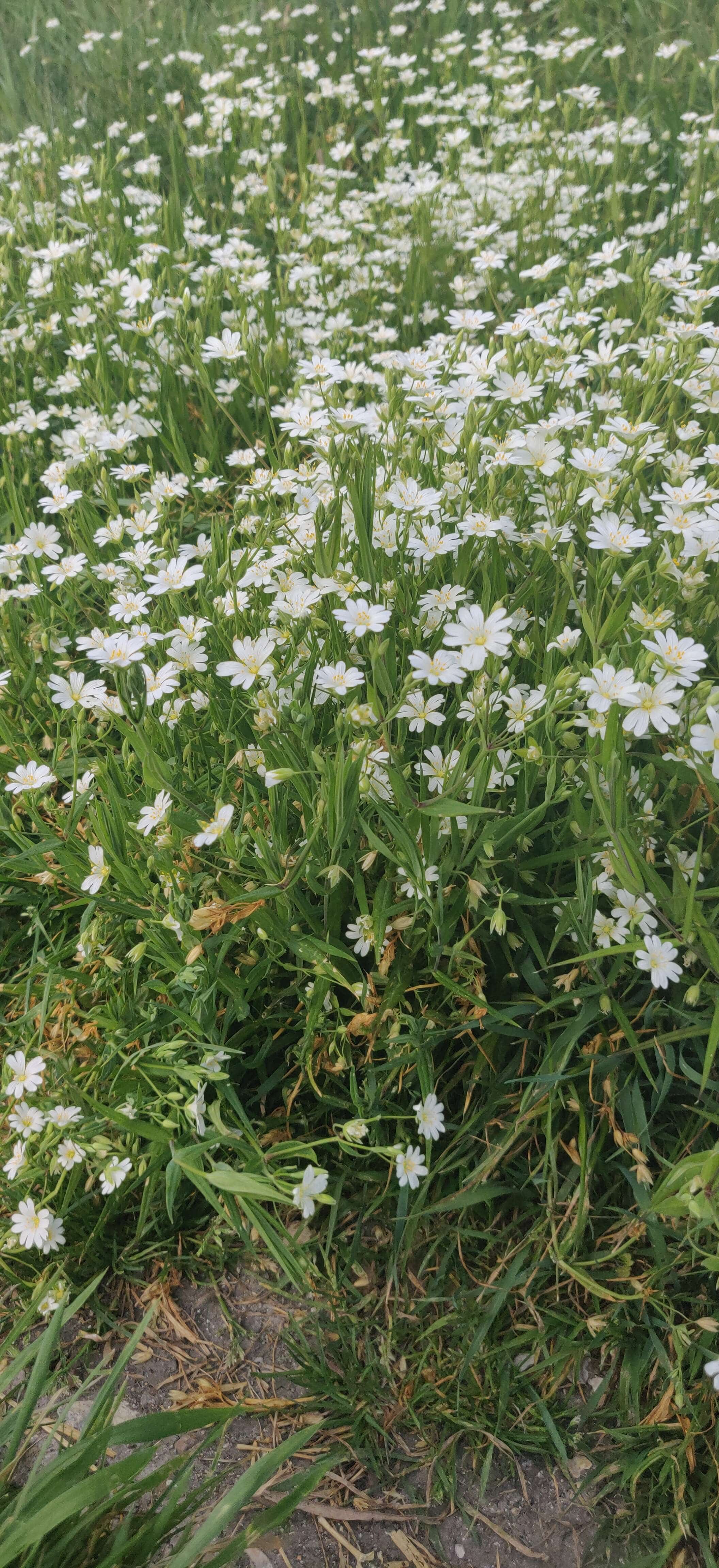 Annexe IMG_20200416_181249.jpg