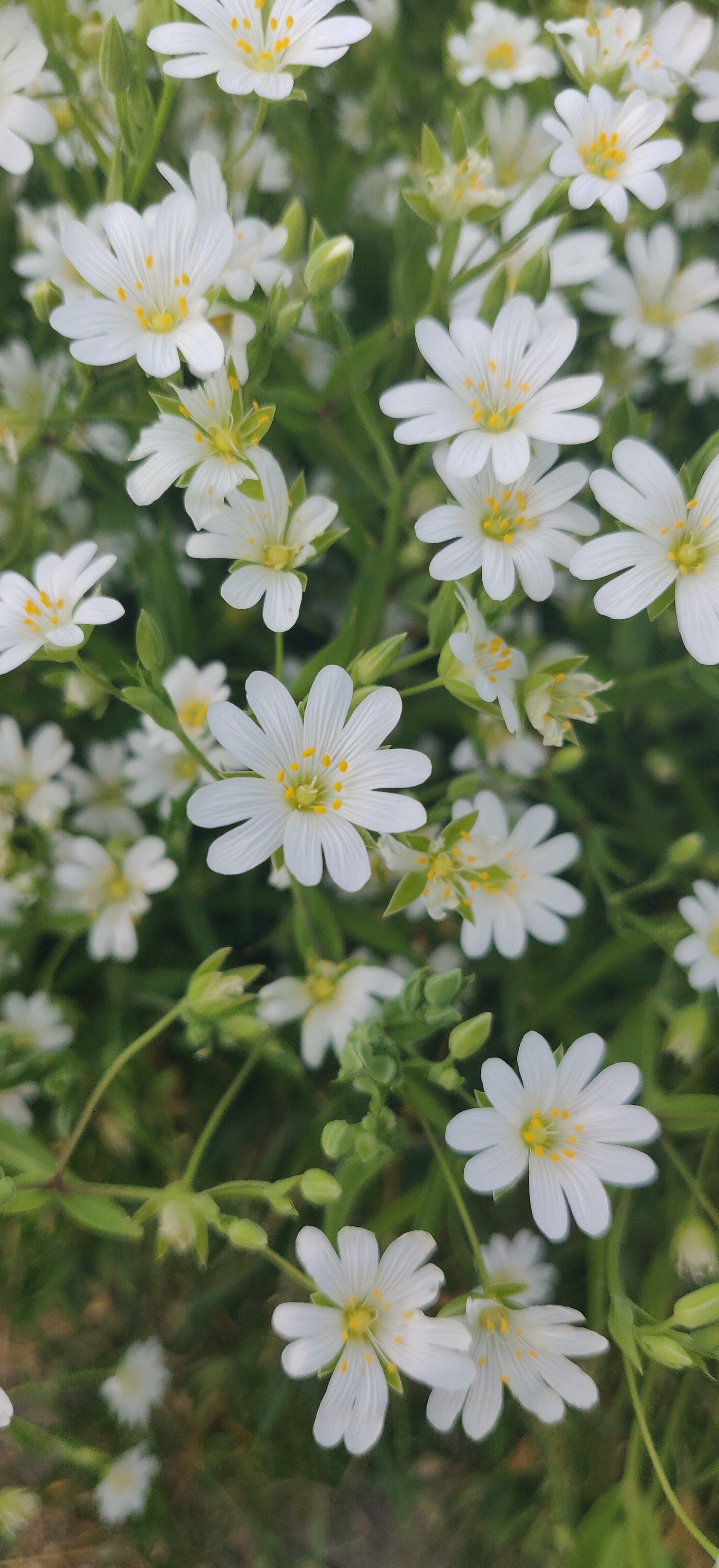 Annexe IMG_20200416_181257.jpg