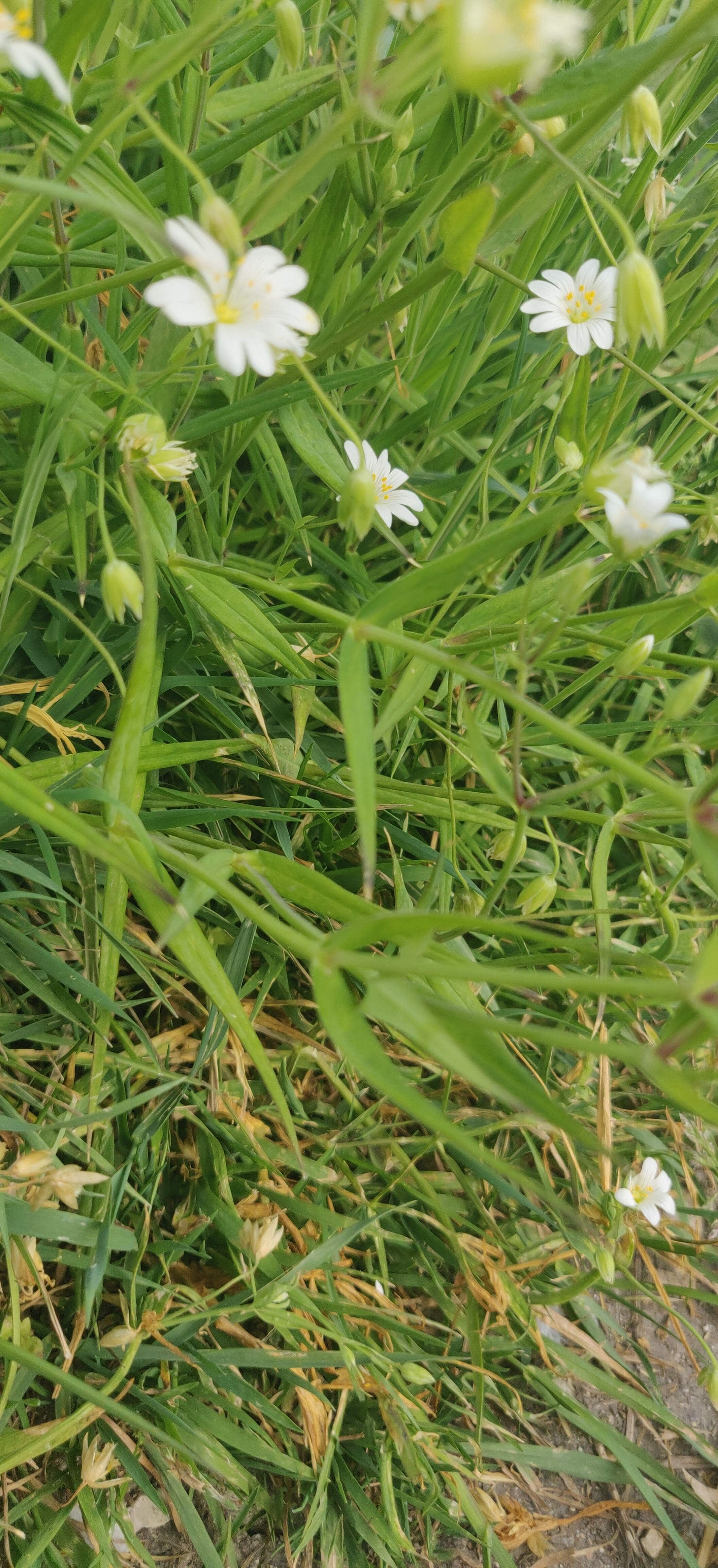 Annexe IMG_20200416_181331.jpg