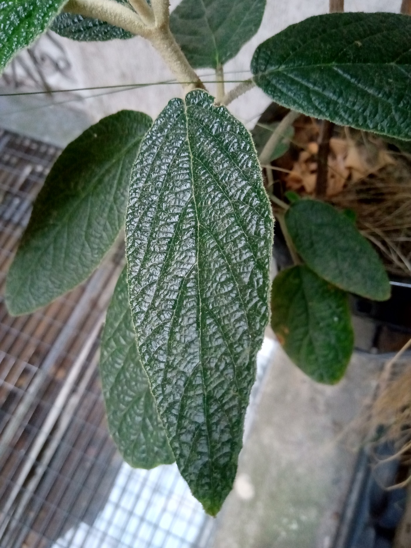 Annexe IMG_20200416_202200.jpg