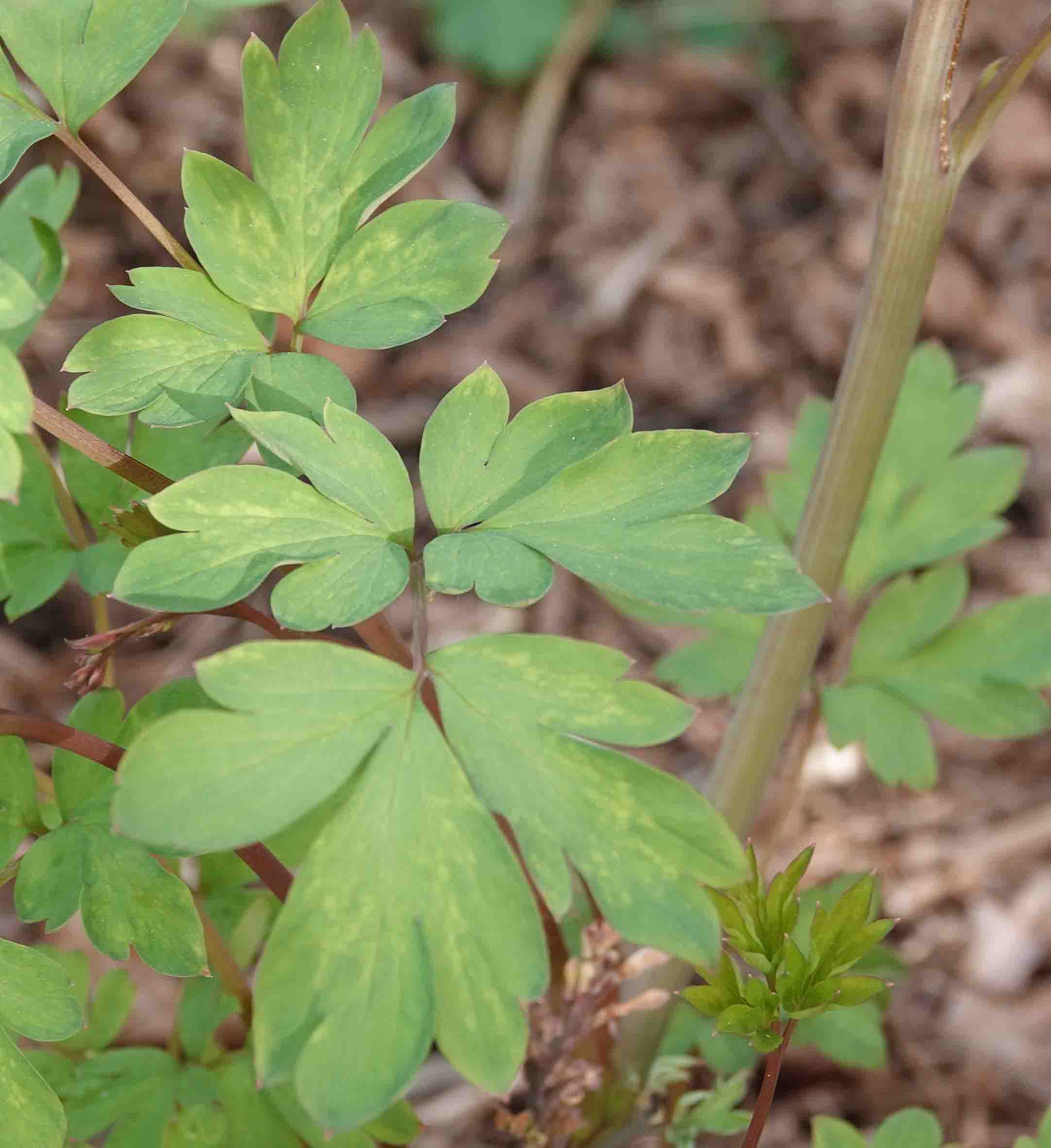 Annexe Coeur de Marie Feuille bis.jpg