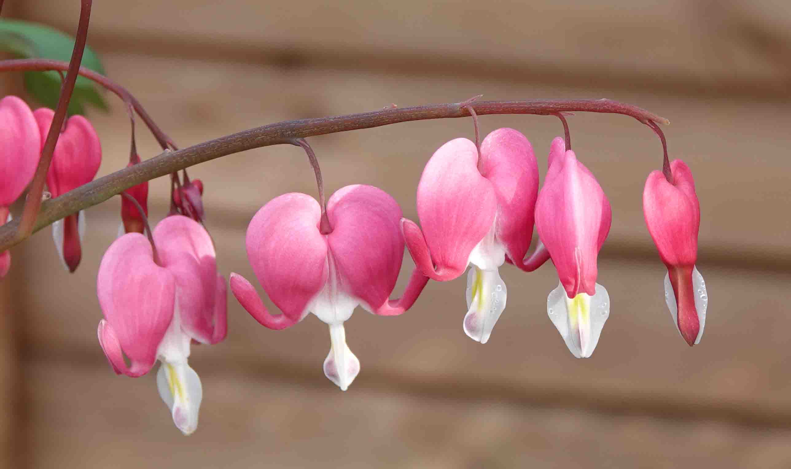 Annexe Coeur de Marie Fleur bis.jpg