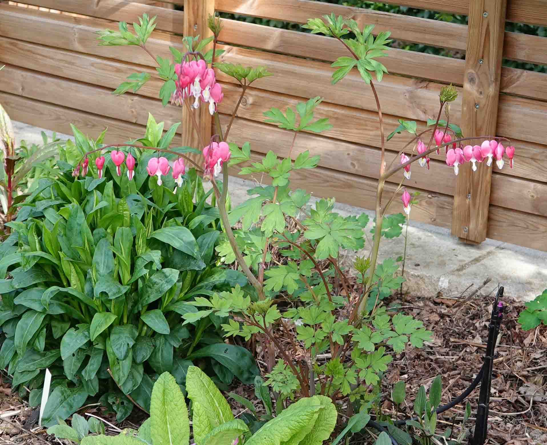 Annexe Coeur de Marie général bis.jpg