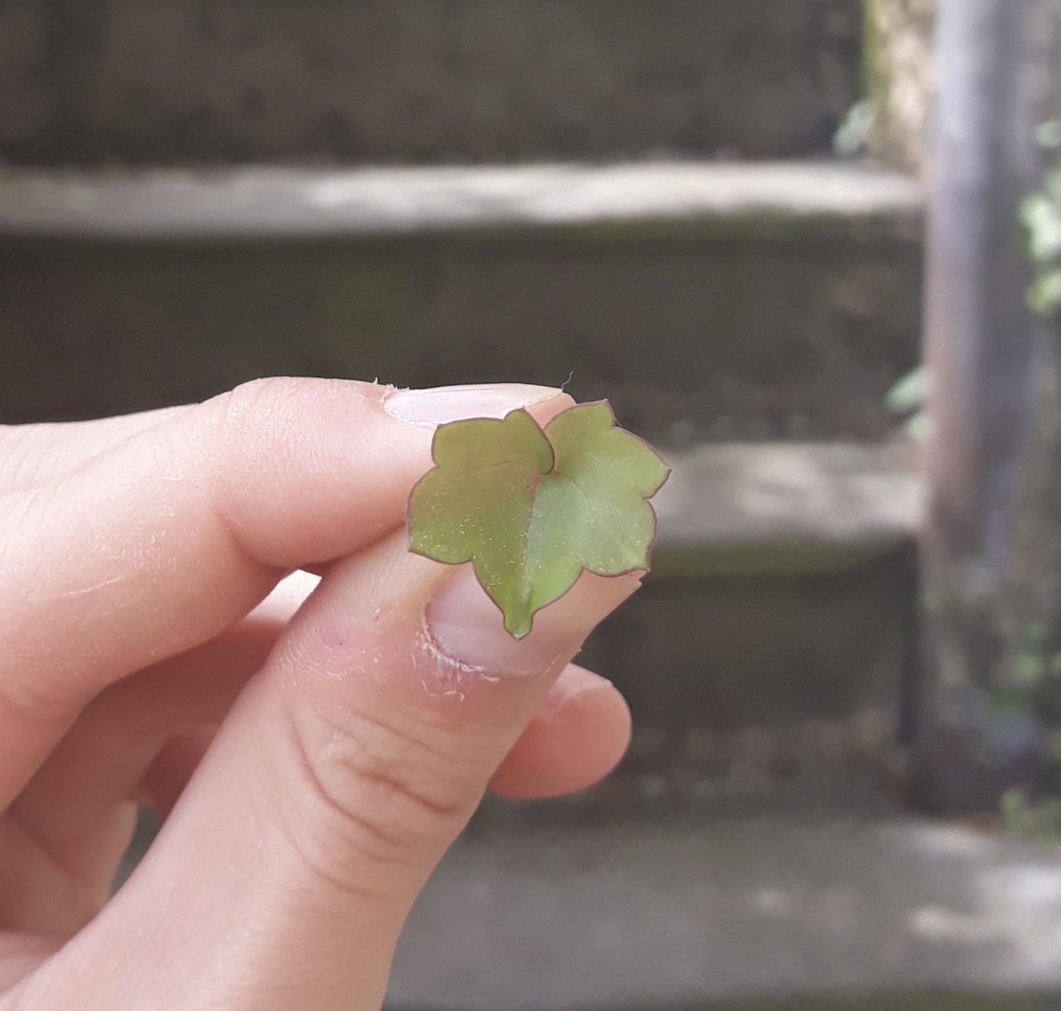 Annexe Cymbalaria muralis fe 160420 BN.jpeg