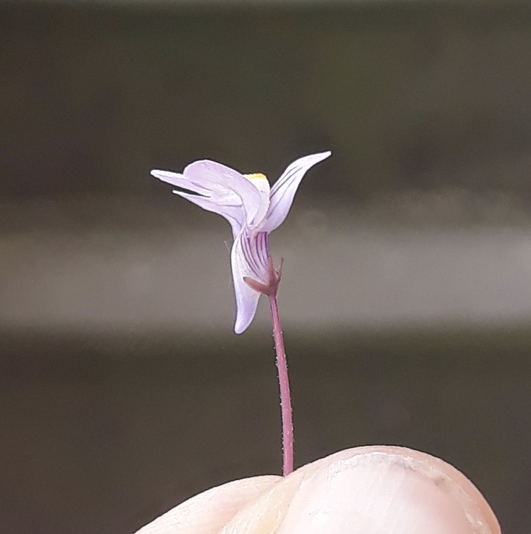 Annexe Cymbalaria muralis fl 160420 BN.jpeg