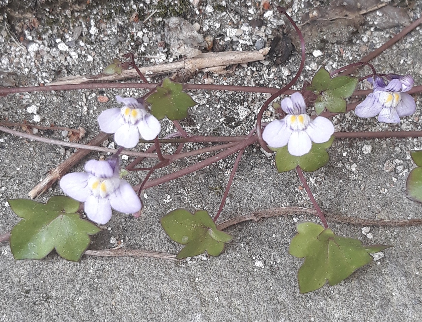 Annexe Cymbalaria muralis ple 160420 BN .jpeg