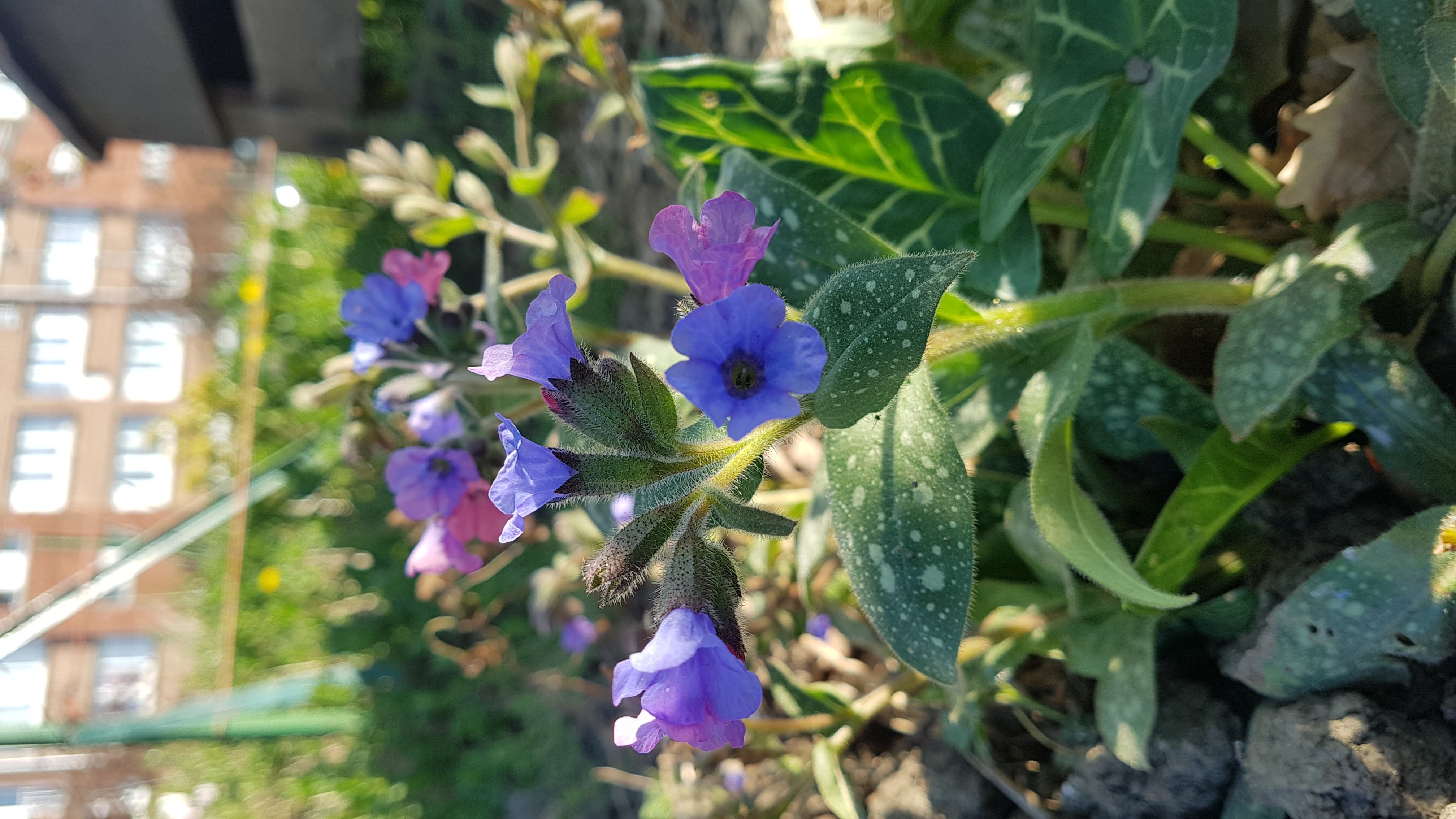 Annexe 20200411_174807.jpg