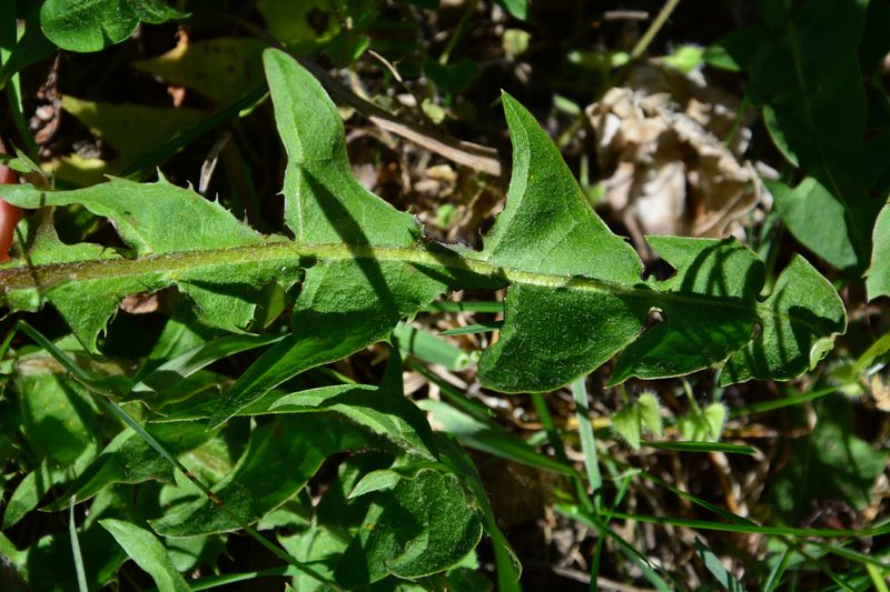 Annexe Feuille du pissenlit.JPG