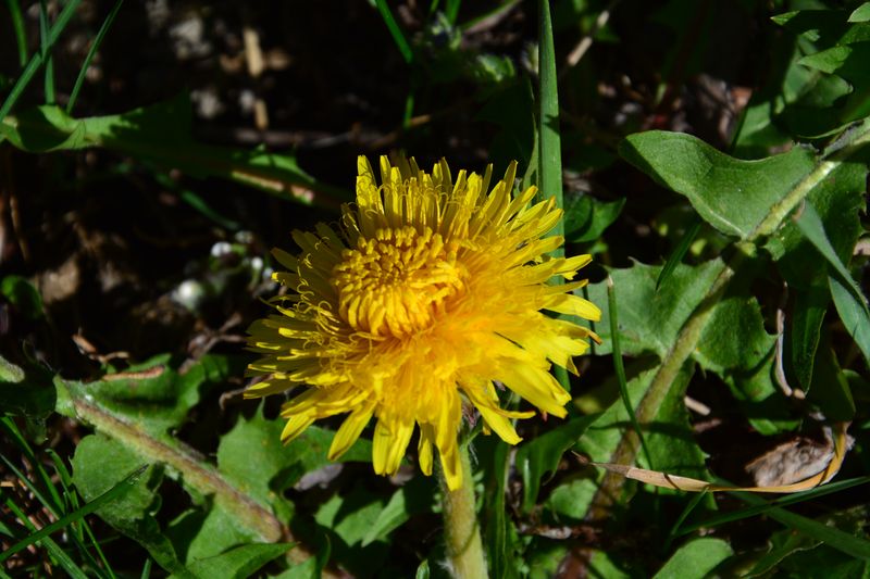 Annexe Fleur du pissenlit.JPG