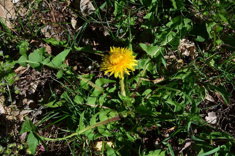 Annexe Pisszenlit vue générale.jpg