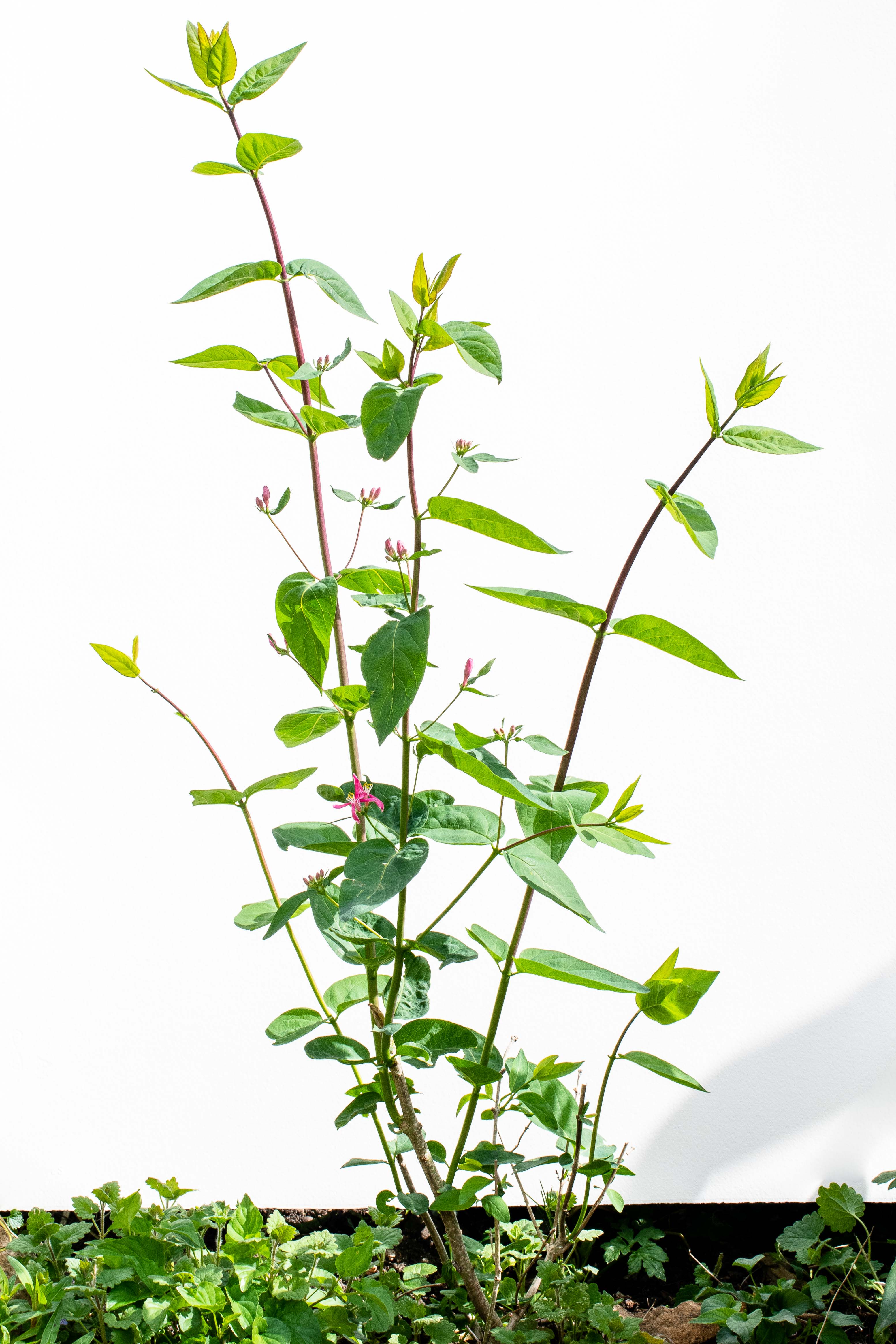 Annexe 1_PLANTE_INCONNUE_VUE_ENSEMBLE.jpg