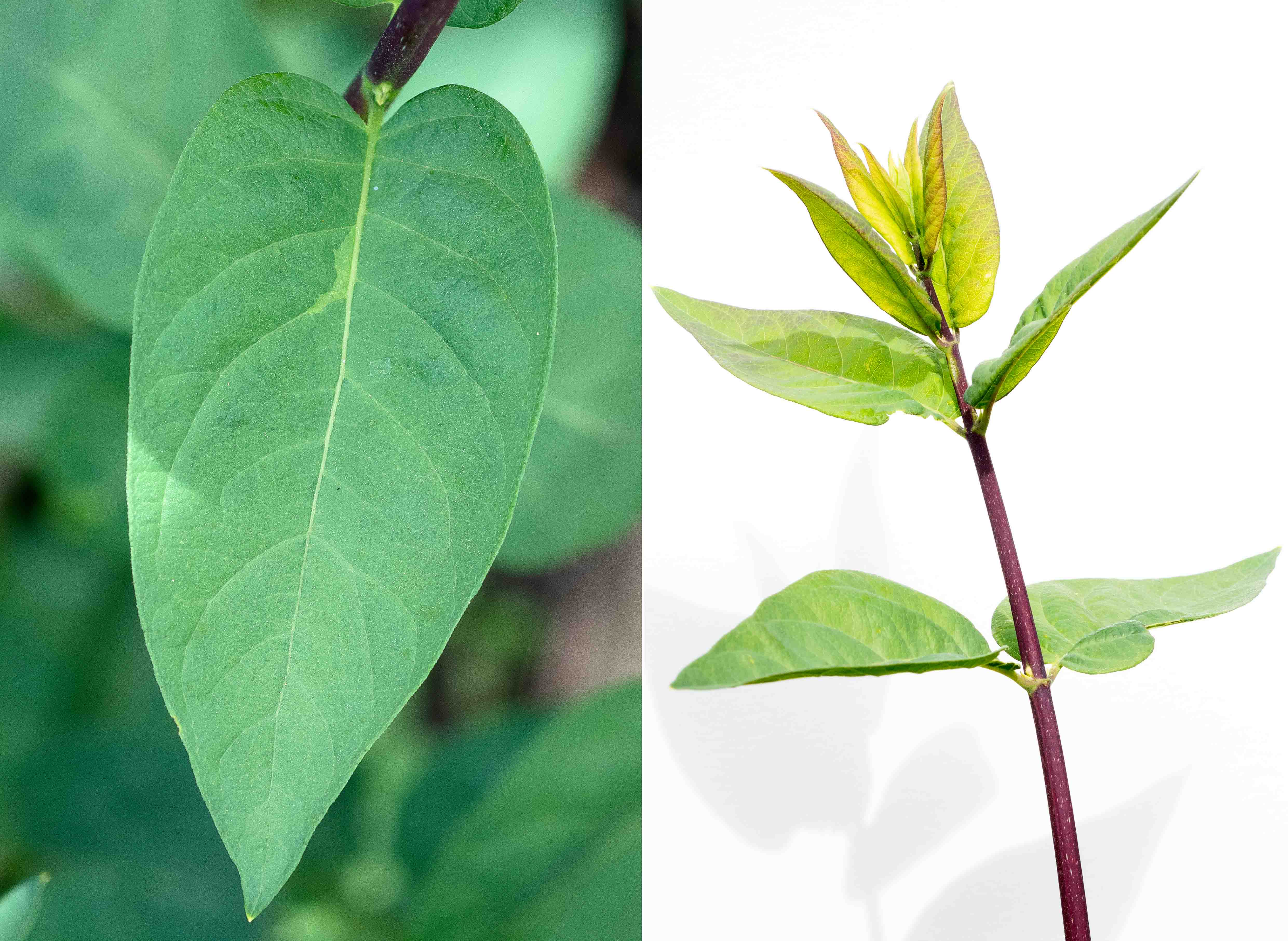 Annexe 2_PLANTE_INCONNUE_FEUILLE_FEUILLAGE.jpg