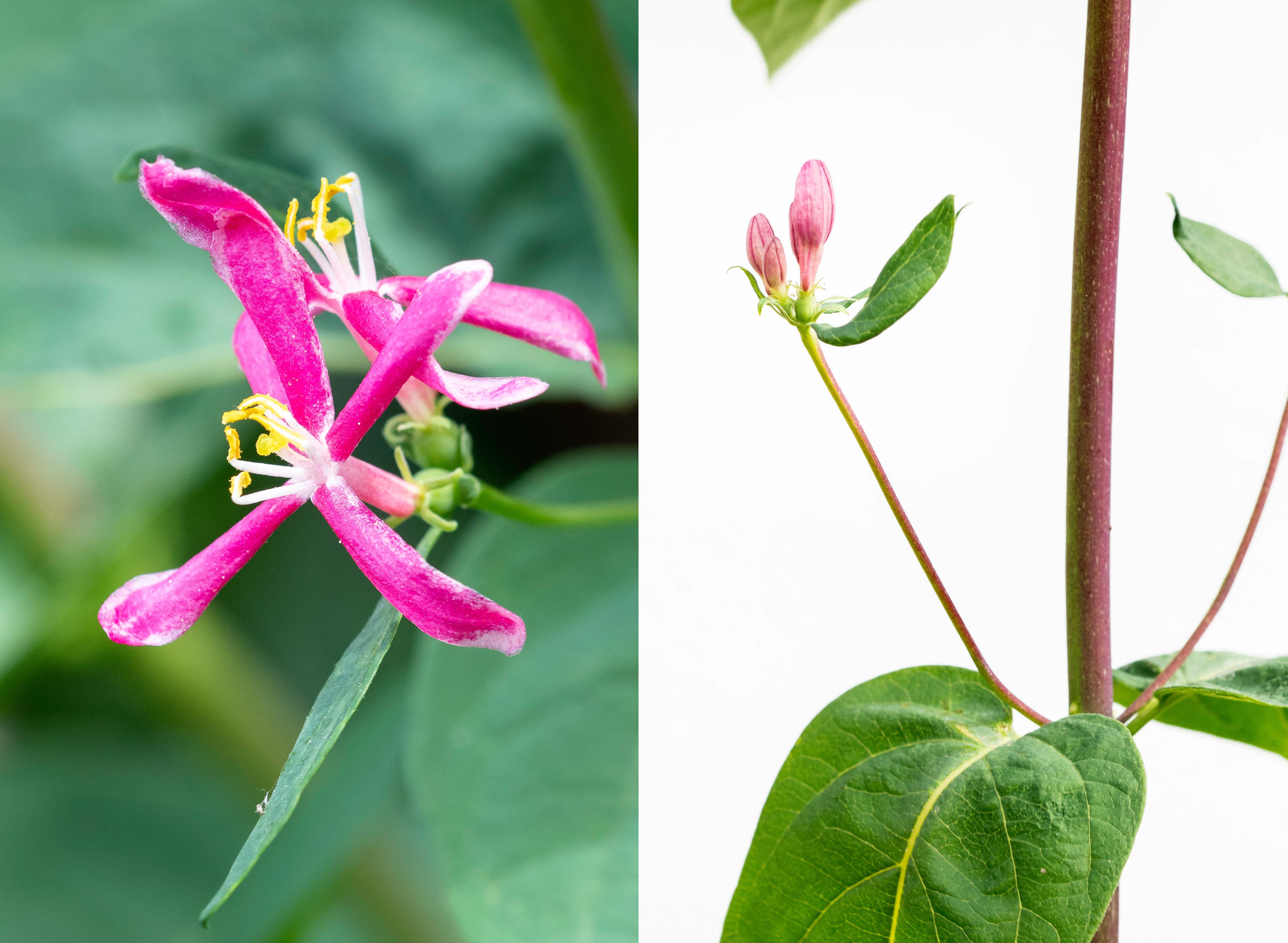 Annexe 3_PLANTE_INCONNUE_INFLORESCENCE_FLEUR.jpg