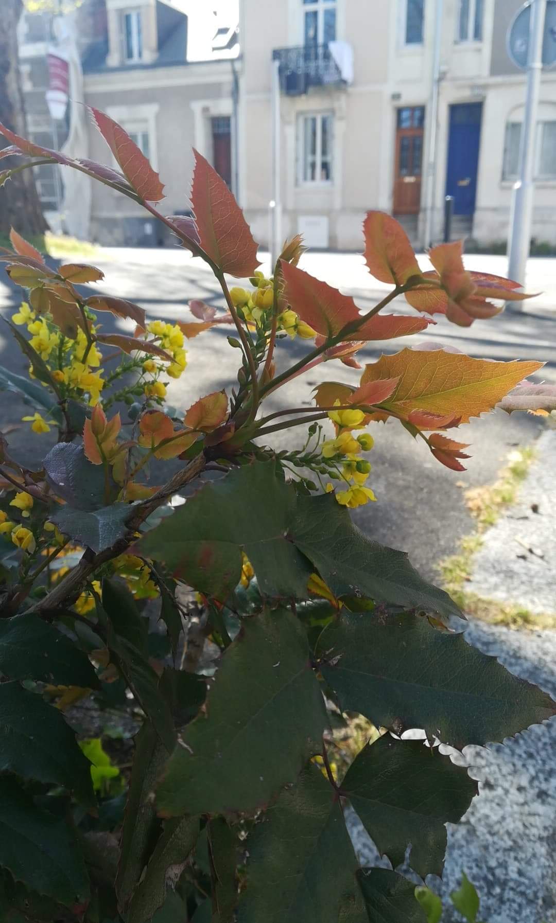 Annexe Bouton doré inconnu 2.jpeg