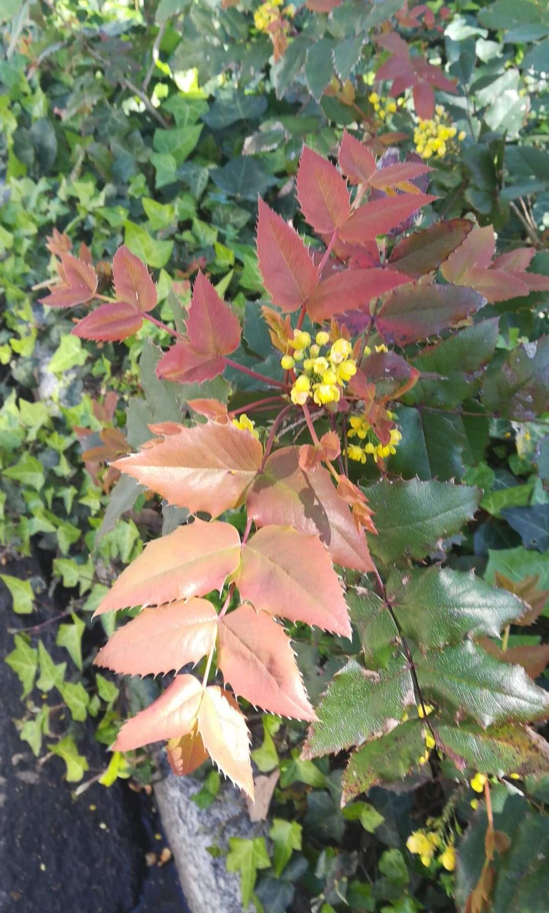 Annexe Bouton doré inconnu.jpeg