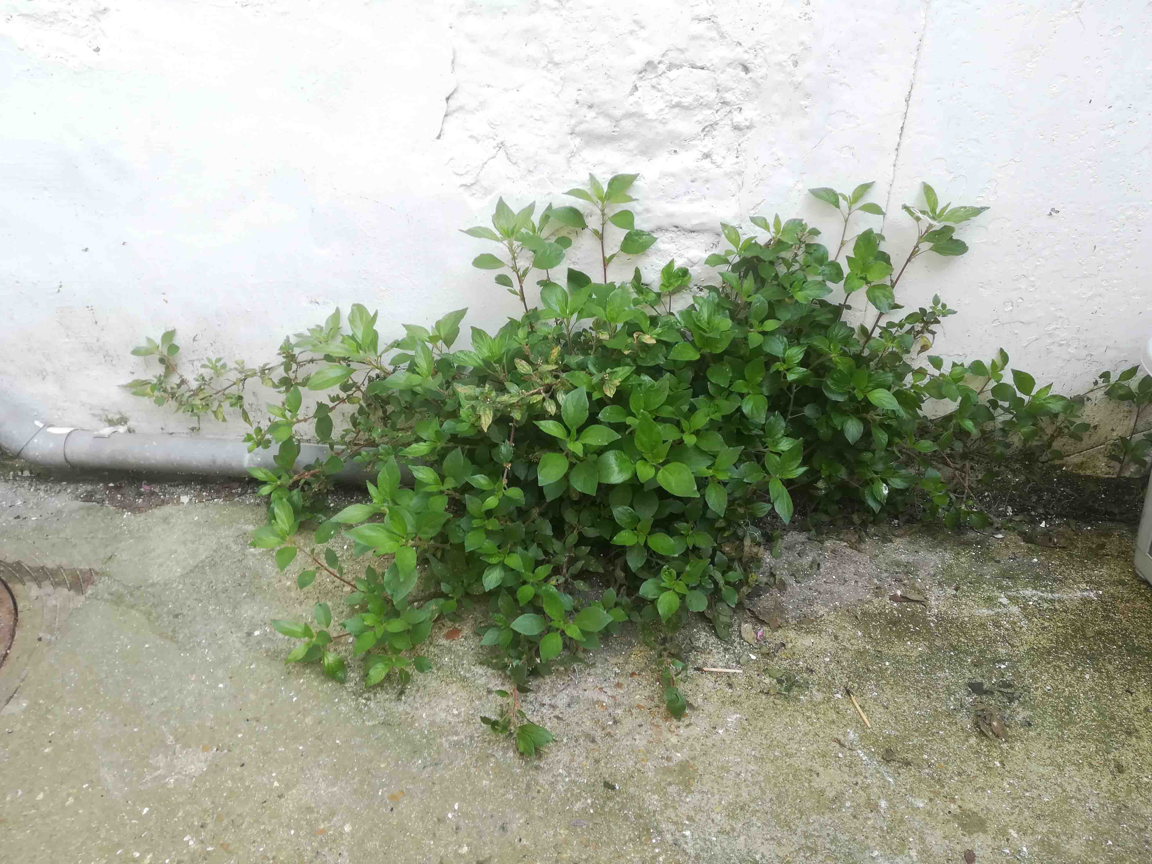 Annexe IMG_20200417_123909.jpg