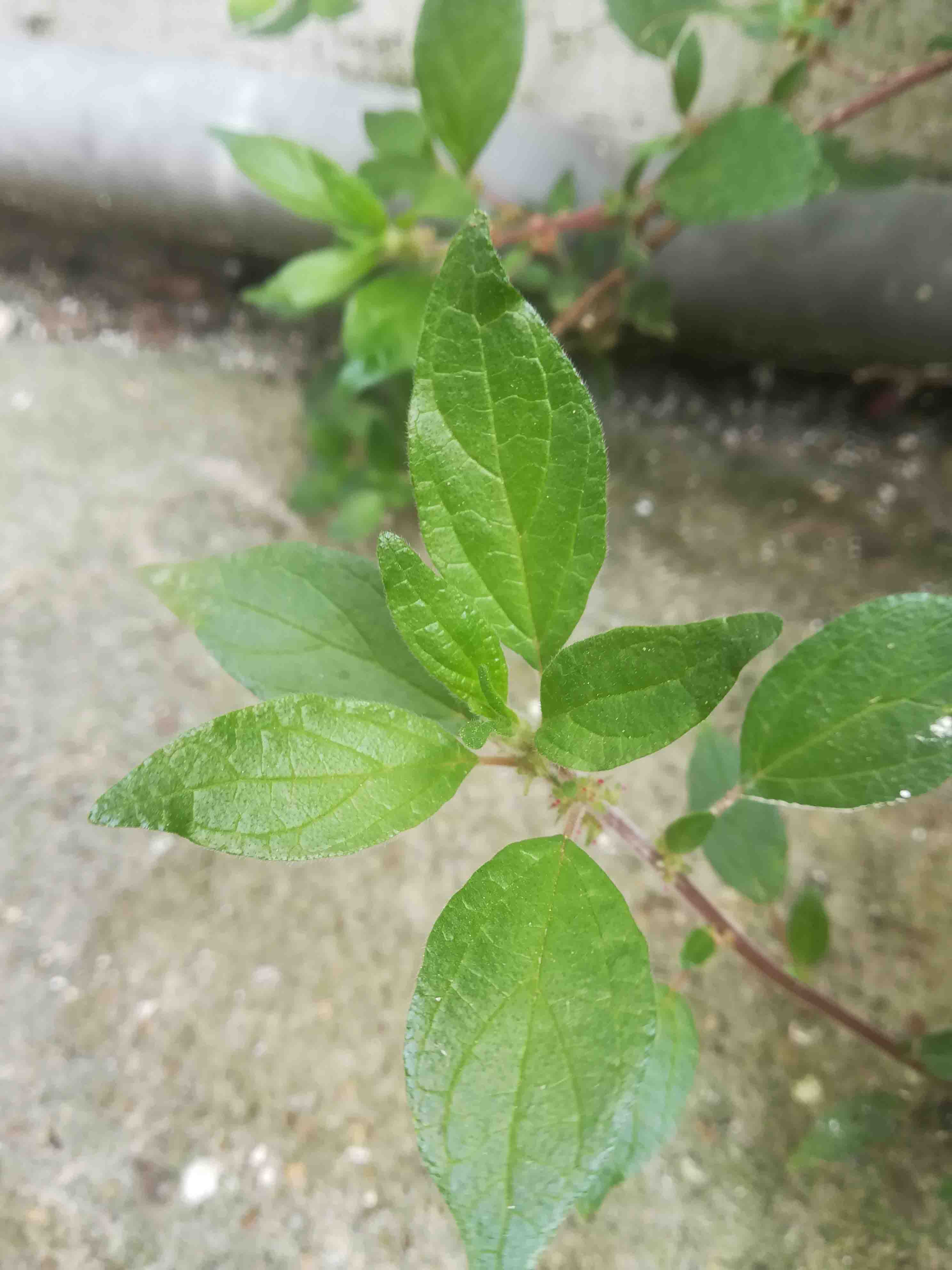 Annexe IMG_20200417_124017.jpg