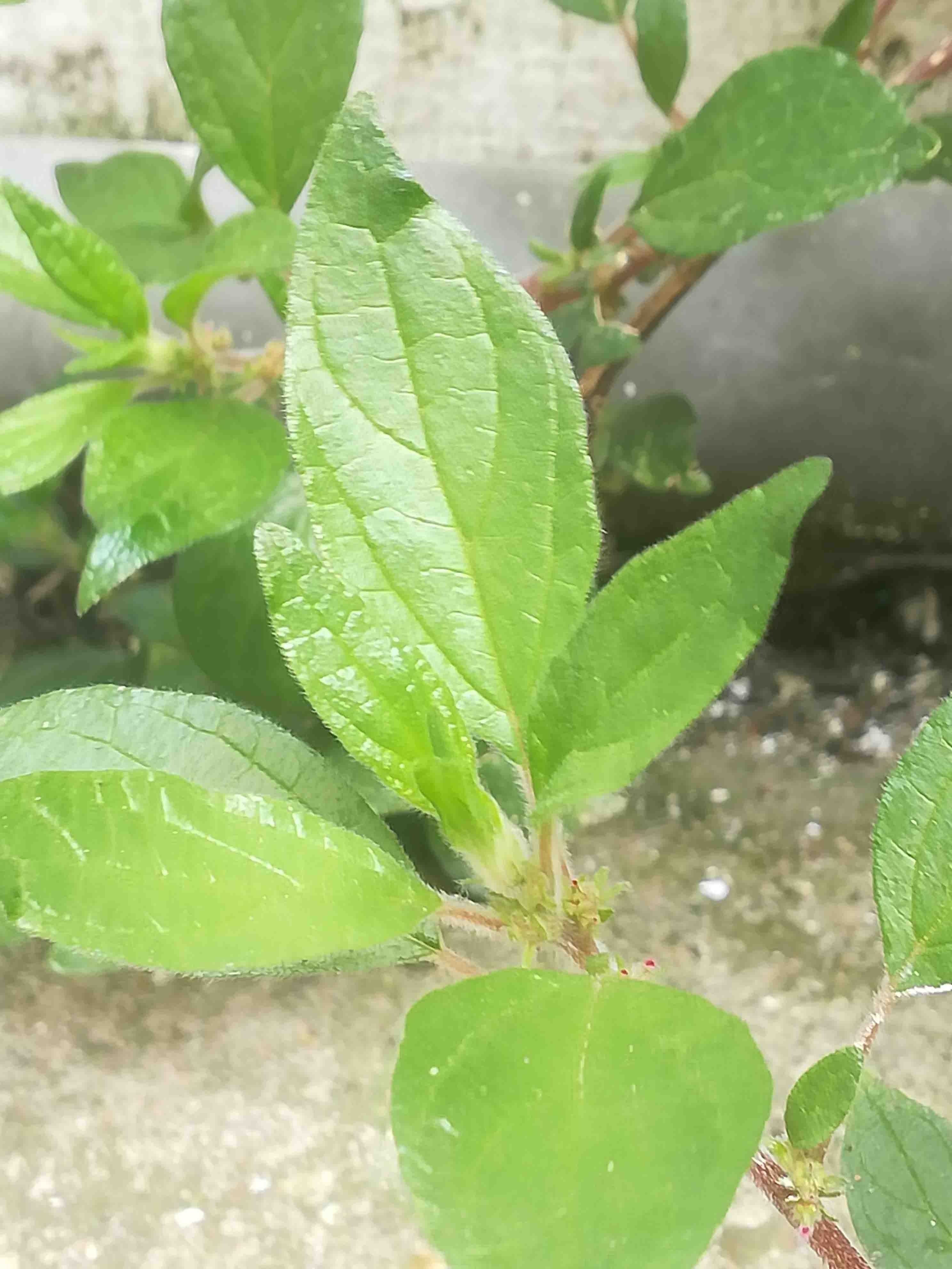 Annexe IMG_20200417_124524.jpg