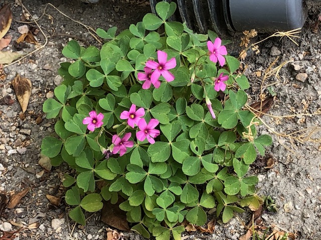 Annexe IMG_6346 (1).jpg