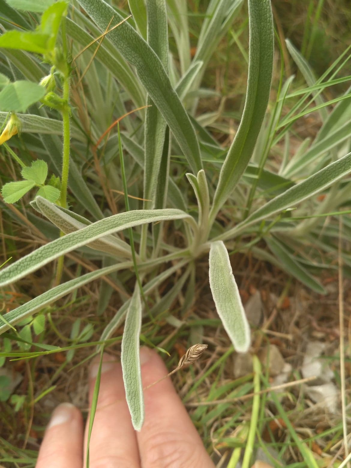 Annexe 93264382_255463518920564_8839172613633736704_n.jpg