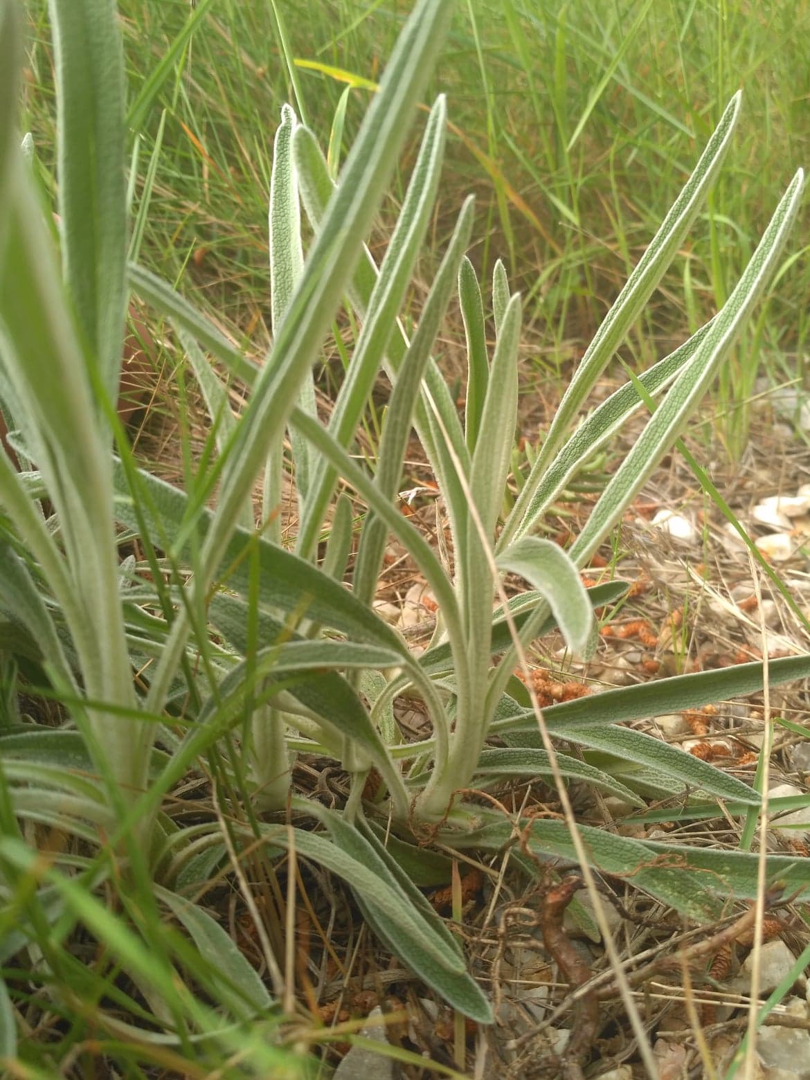 Annexe 93559965_254487125687587_4968075554176630784_n.jpg