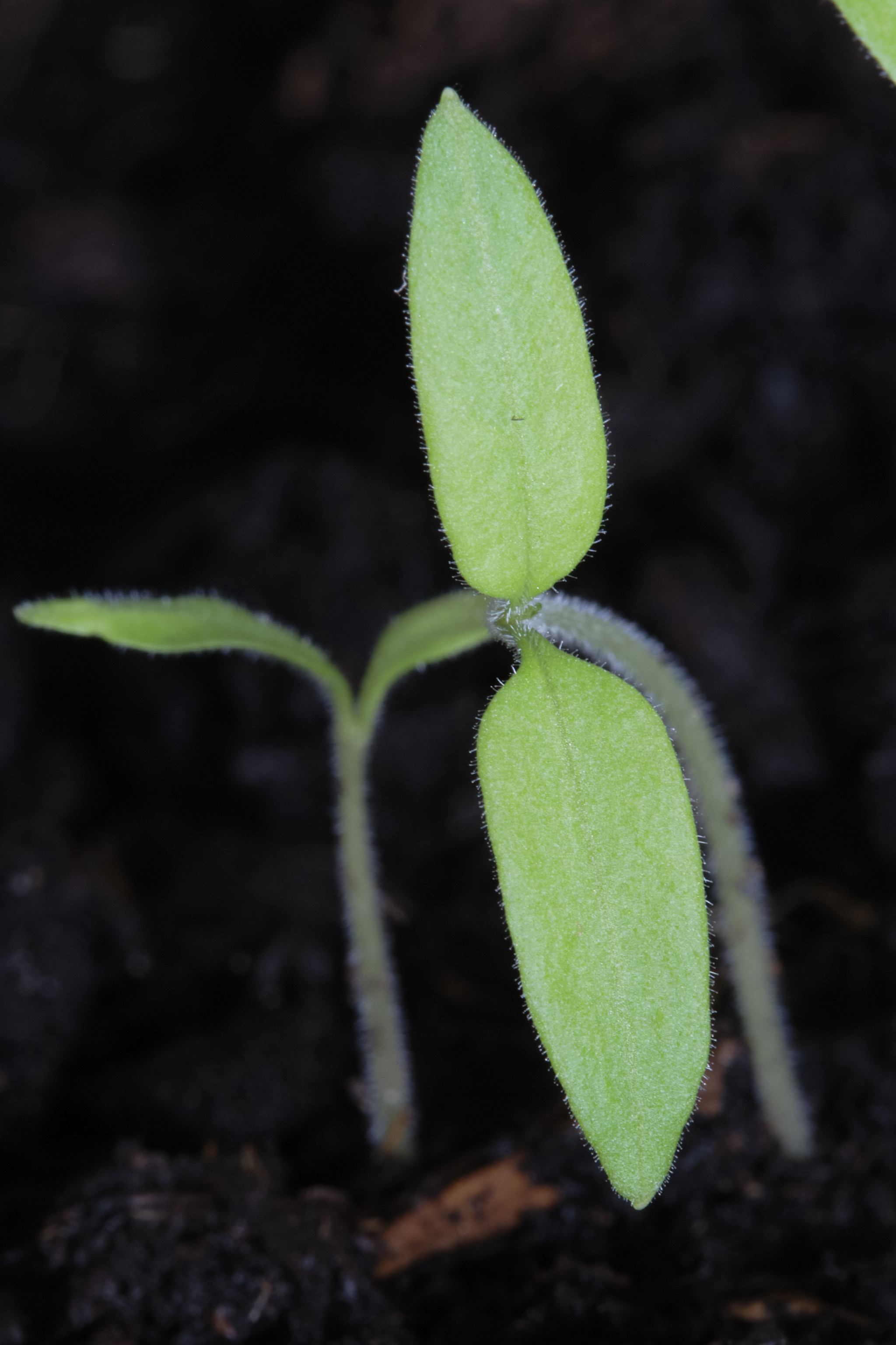 Annexe pousse tomates 1.jpg