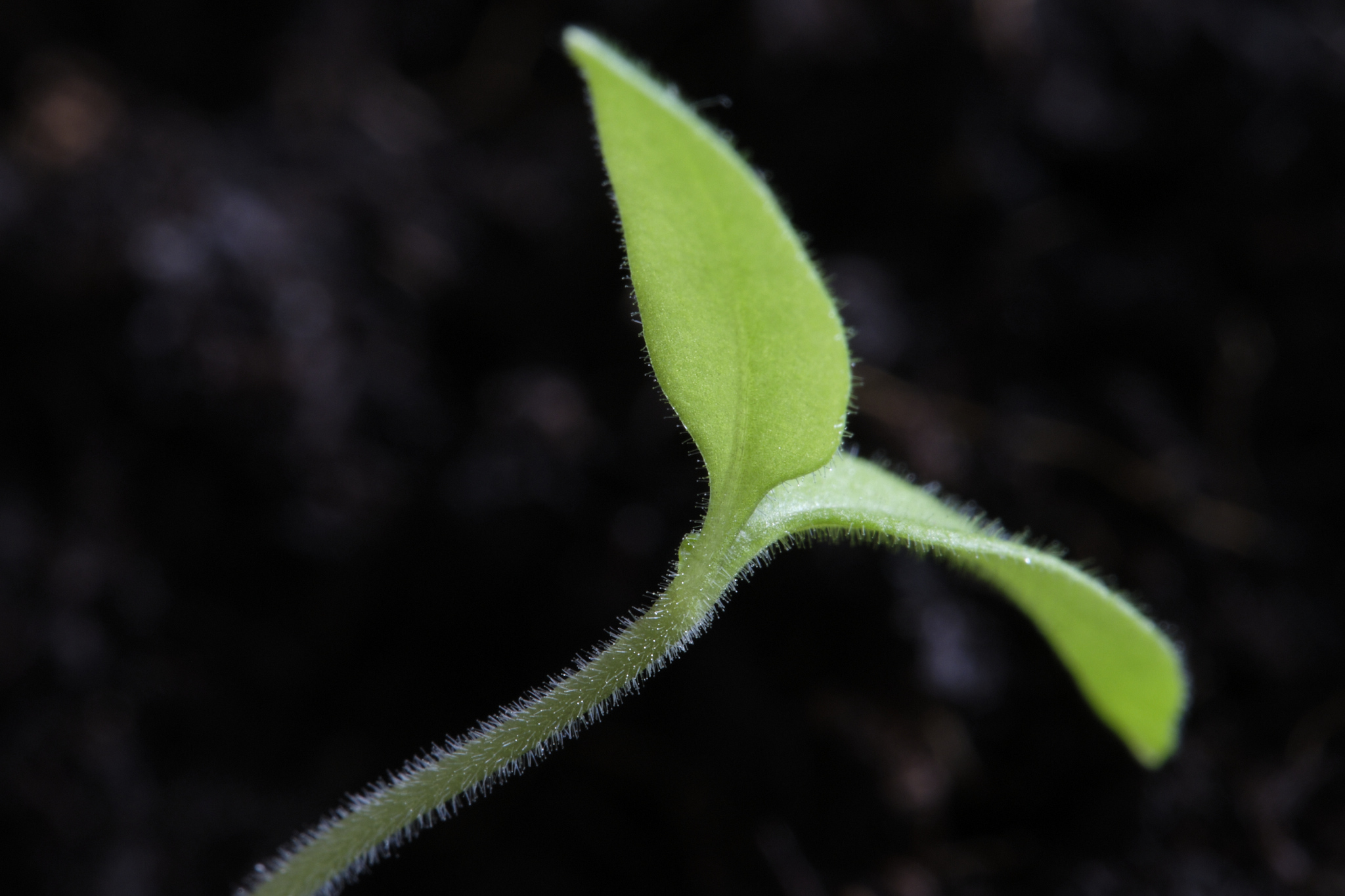 Annexe pousse tomates 2.jpg