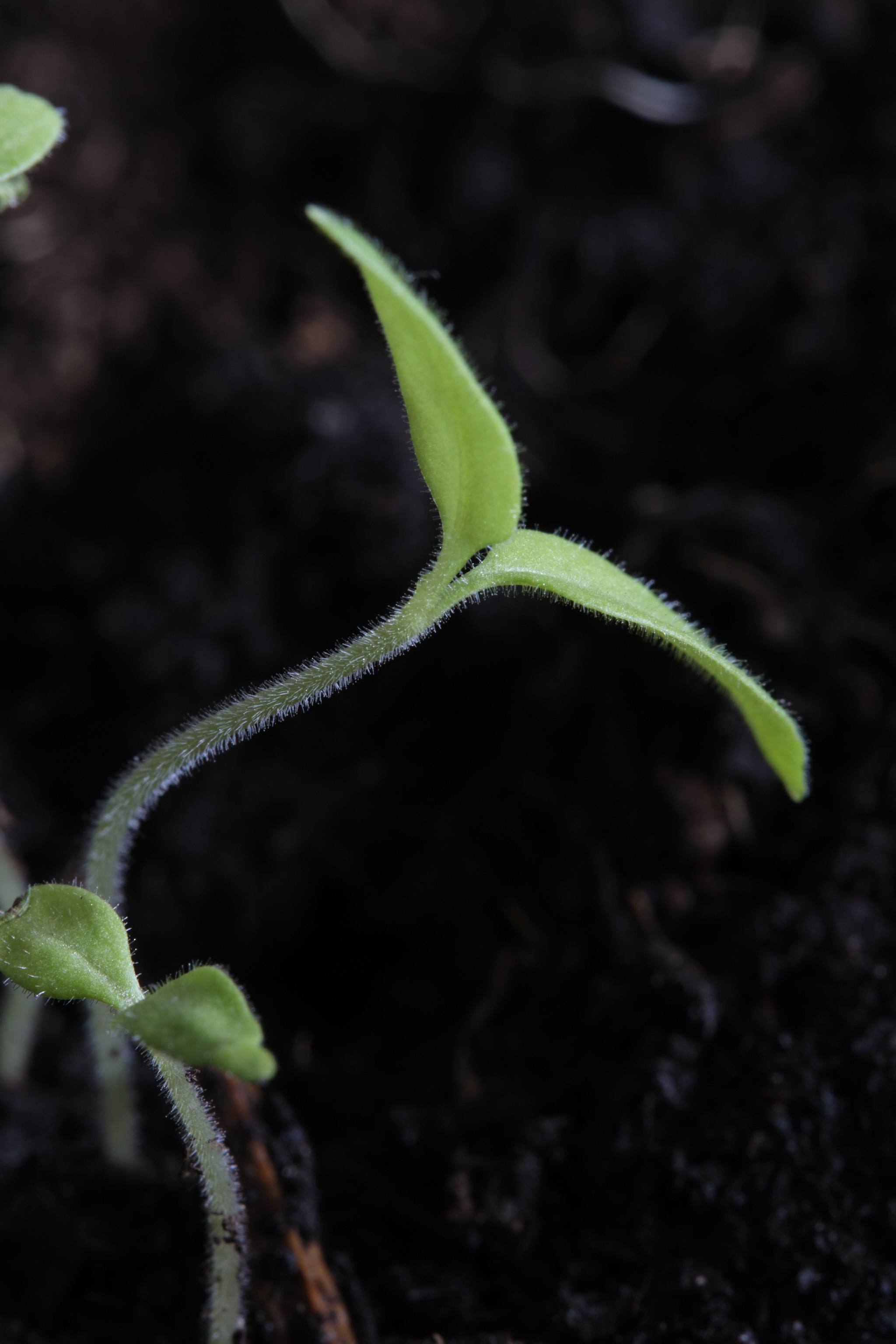 Annexe pousse tomates.jpg