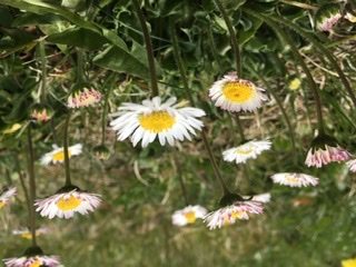 Annexe 4BA03149-4DCE-426F-B834-43F2EC2061CC.jpeg